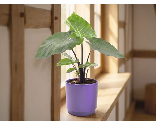 Alocasia kamerplant met grote groene bladeren in een paarse keramieken bloempot op een houten vensterbank in een lichte kamer.