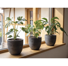 Drie Monstera planten in donkergrijze bloempotten op een houten vensterbank in een lichte kamer.