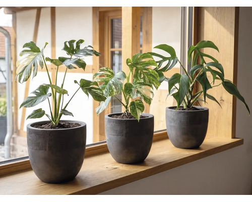 Drie Monstera planten in donkergrijze bloempotten op een houten vensterbank in een lichte kamer.