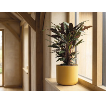 Calathea kamerplant in gele bloempot op een houten vensterbank in een lichte kamer.