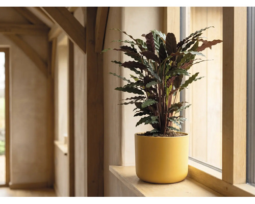 Calathea kamerplant in gele bloempot op een houten vensterbank in een lichte kamer.
