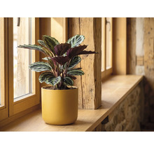 Calathea kamerplant in gele keramische pot op een houten vensterbank.