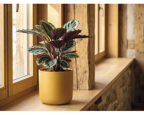 Calathea kamerplant in gele keramische pot op een houten vensterbank.