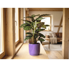 Calathea kamerplant in een paarse bloempot op een houten vensterbank in een lichte, modern ingerichte woonkamer.