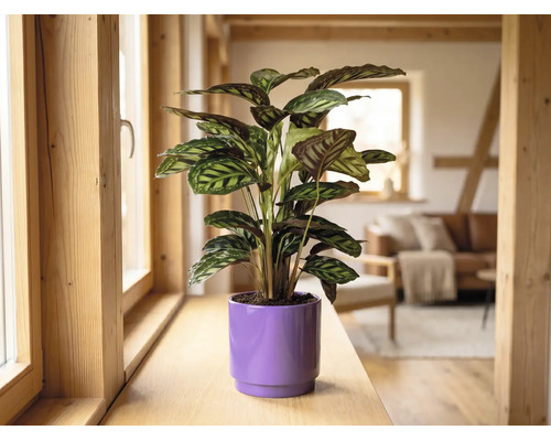 Calathea kamerplant in een paarse bloempot op een houten vensterbank in een lichte, modern ingerichte woonkamer.