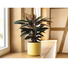 Calathea kamerplant in een gele keramieken pot op een houten vensterbank in een lichte kamer.