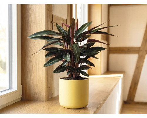 Calathea kamerplant in een gele keramieken pot op een houten vensterbank in een lichte kamer.