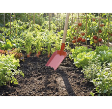 Rode tuinschop met houten steel in de donkere aarde van een lichte moestuin met tomaten, sla en wortelen.