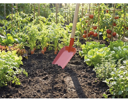 Rode tuinschop met houten steel in de donkere aarde van een lichte moestuin met tomaten, sla en wortelen.