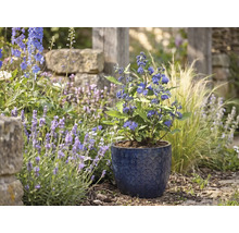 Blauwe spirea in een blauwe keramieken pot met patroon in een lichte tuin tussen lavendel en siergrassen.