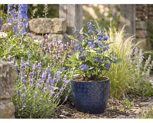 Blauwe spirea in een blauwe keramieken pot met patroon in een lichte tuin tussen lavendel en siergrassen.