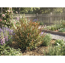 Lichte, georganiseerde tuin met een roodgroene struik in het midden, omringd door lavendel, rozen en een houten hekwerk.
