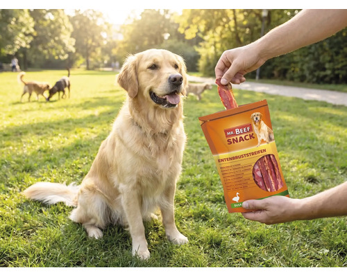 Een Golden Retriever zit op een grasveld en krijgt een Mr. Beef Snack eendenborststrip uit de verpakking gevoerd.