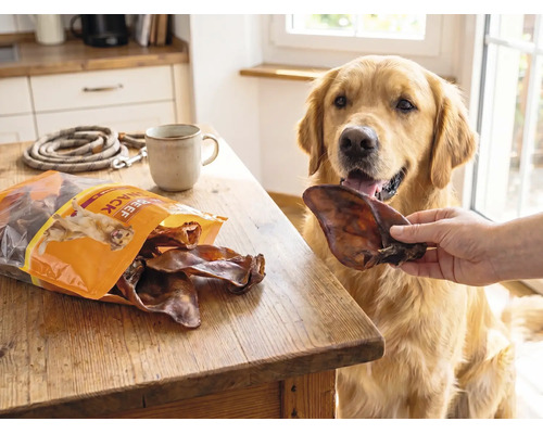 Golden Retriever krijgt een snack van runderoren in een lichte keuken met een geopende zak hondensnacks op een houten tafel.