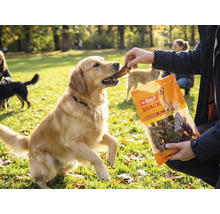 Een Golden Retriever krijgt een snack uit een verpakking Mr. Beef Snack hondensnacks buiten in een park.