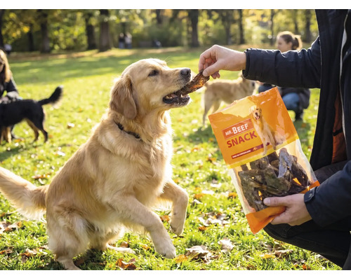 Een Golden Retriever krijgt een snack uit een verpakking Mr. Beef Snack hondensnacks buiten in een park.