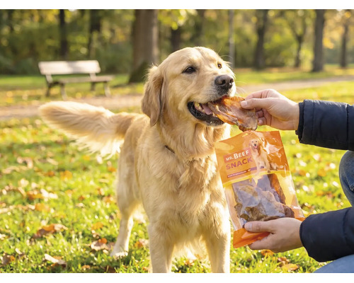 Een Golden Retriever krijgt in een licht park een Mr. Beef Snack gevoerd.