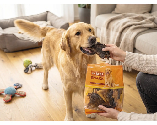 Een Golden Retriever krijgt een gedroogde vleessnack uit een zak Mr. Beef Snack in een woonkamer.