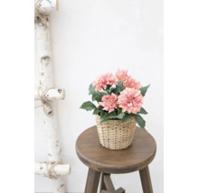 Kunstmatige dahlia's in een gevlochten mand op een houten kruk in een lichte kamer naast een decoratieve berkenladder.