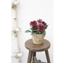 Kunstmatige dahlia in een gevlochten mand op een houten krukje.