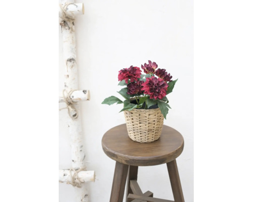 Kunstmatige dahlia in een gevlochten mand op een houten krukje.