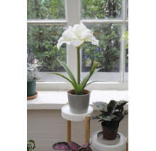 Witte kunstmatige amaryllis in een grijze pot op een witte houten plantenstandaard in een licht en georganiseerd interieur bij het raam.