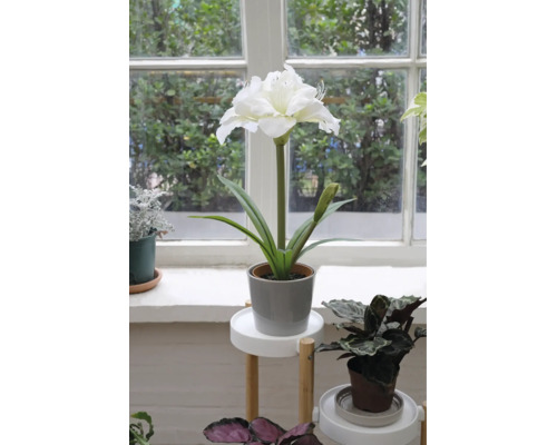 Witte kunstmatige amaryllis in een grijze pot op een witte houten plantenstandaard in een licht en georganiseerd interieur bij het raam.