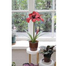 Kunstamaryllis met rode bloem in bruine pot op een plantenstandaard voor een raam.
