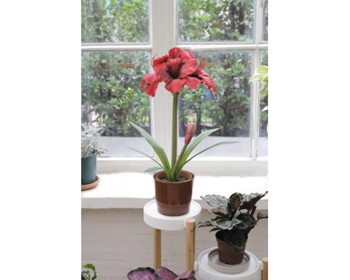 Kunstamaryllis met rode bloem in bruine pot op een plantenstandaard voor een raam.