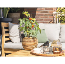Helder, georganiseerd tuinterras met een tomatenplant in een gevlochten pot op een houten tafel en tuinmeubelen op de achtergrond.