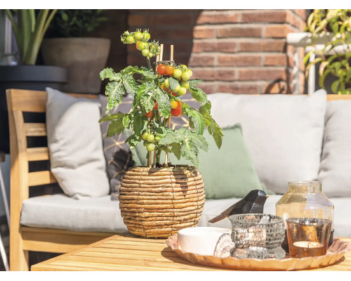 Helder, georganiseerd tuinterras met een tomatenplant in een gevlochten pot op een houten tafel en tuinmeubelen op de achtergrond.