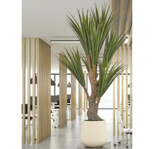 Kunstplant in een crèmekleurige pot in een licht, modern kantoor met houten lamellen scheidingswanden, bureaus en bureaustoelen.