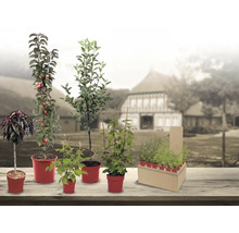 Assortiment van verschillende fruitbomen zoals kolomappel en bessenstruiken in rode plantenpotten op een houten tafel.