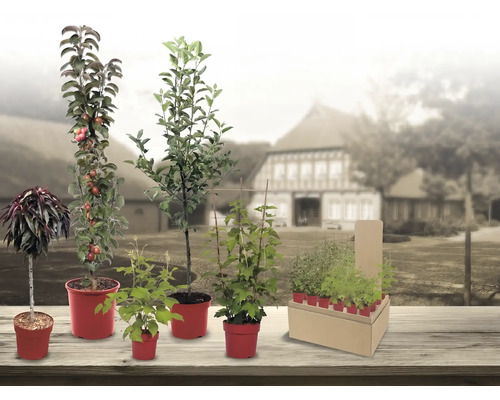 Assortiment van verschillende fruitbomen zoals kolomappel en bessenstruiken in rode plantenpotten op een houten tafel.