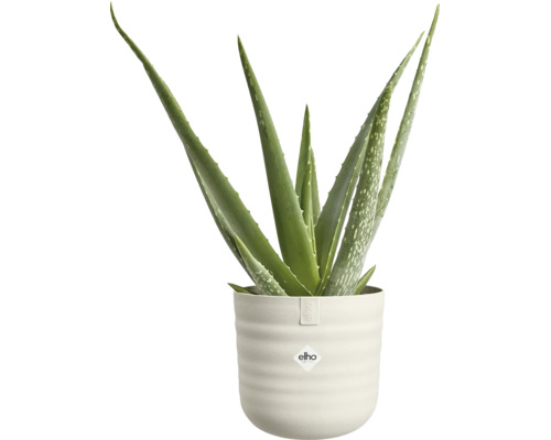 Aloe Vera plant in een lichte, geribbelde pot met elho logo.