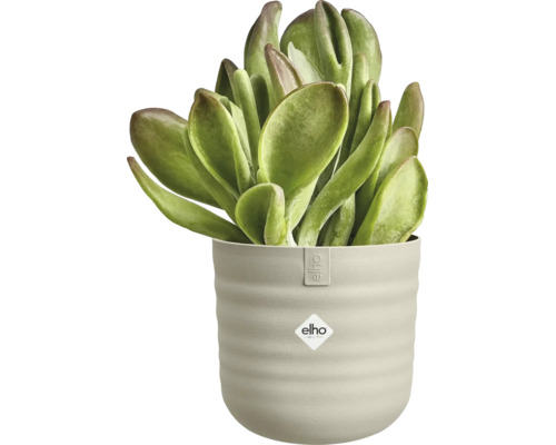Succulente kamerplant in een ronde elho kunststof pot met horizontale ribbels en elho Logo.