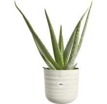 Aloe Vera plant in een lichte, geribbelde pot met elho logo.