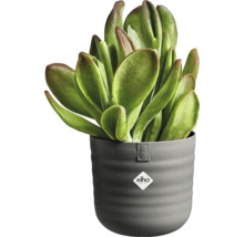 Succulent in een grijze, geribbelde elho bloempot met elho Logo. Kamerplant met brede, dikke bladeren.