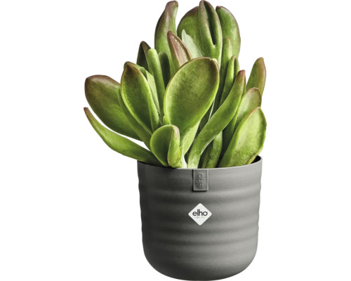 Succulent in een grijze, geribbelde elho bloempot met elho Logo. Kamerplant met brede, dikke bladeren.