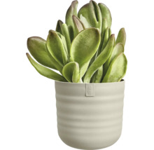 Vetplant met dikke bladeren in een geribbelde bloempot met elho logo.