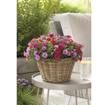 Kleurrijke Calibrachoa in een gevlochten mand op een tuintafel buiten.
