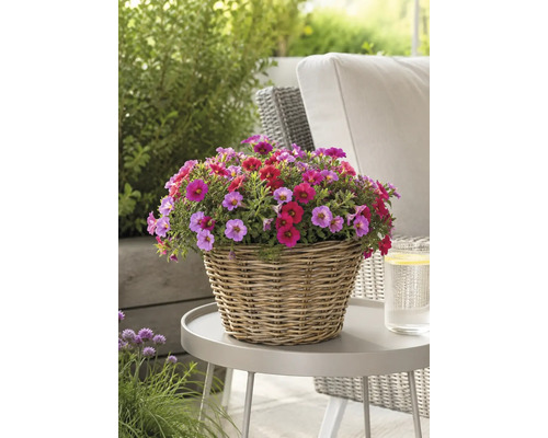Kleurrijke Calibrachoa in een gevlochten mand op een tuintafel buiten.