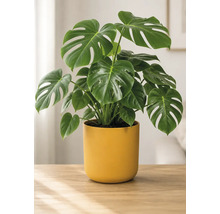 Monstera Deliciosa kamerplant met grote groene bladeren in een gele bloempot op een houten tafel in een lichte kamer.