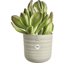 Succulente kamerplant in een ronde elho kunststof pot met horizontale ribbels en elho Logo.