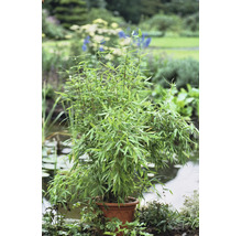Bamboeplant met veel groene bladeren in een pot in een lichte tuin bij een vijver.