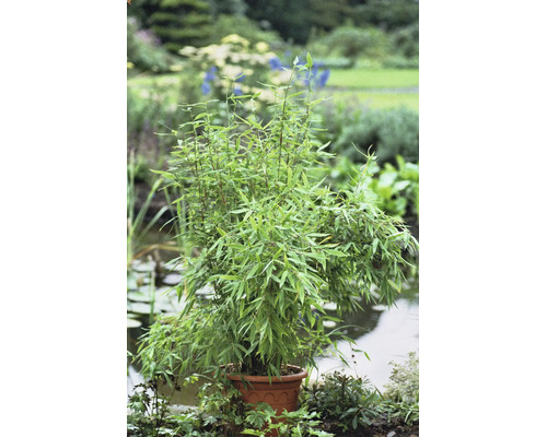 Bamboeplant met veel groene bladeren in een pot in een lichte tuin bij een vijver.