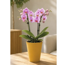 Lichte scène met Phalaenopsis orchidee in gele keramieken pot op houten tafel. De plant heeft roze bloemen en groene bladeren.