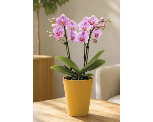 Lichte scène met Phalaenopsis orchidee in gele keramieken pot op houten tafel. De plant heeft roze bloemen en groene bladeren.