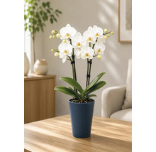 Bloeiende witte Phalaenopsis-orchidee in een hoge donkerblauwe keramische pot op een houten tafel in een lichte, opgeruimde woonkamer.
