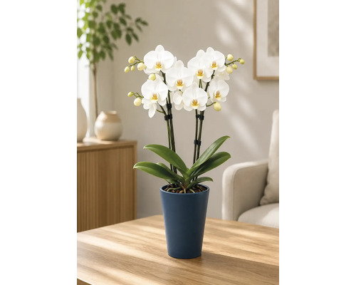 Bloeiende witte Phalaenopsis-orchidee in een hoge donkerblauwe keramische pot op een houten tafel in een lichte, opgeruimde woonkamer.